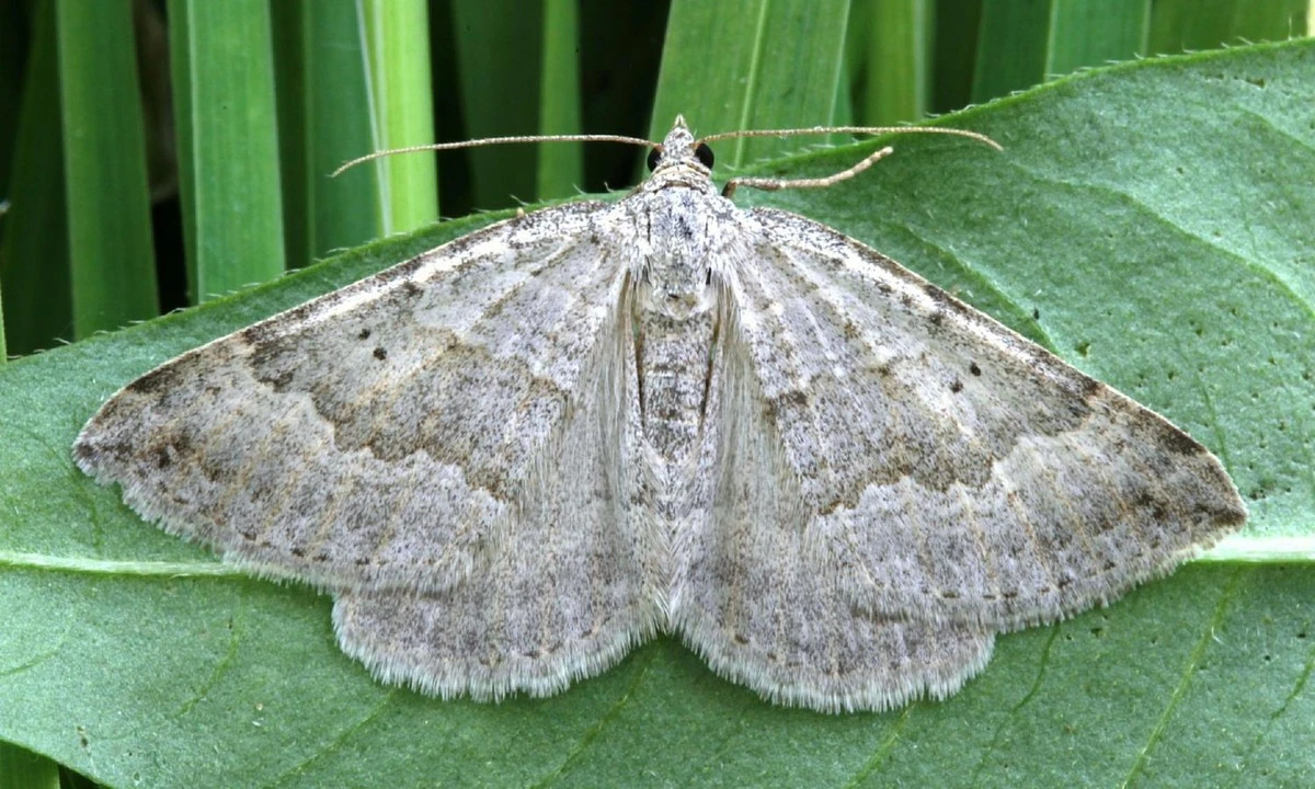 Obyčejná křída v šuplíku? Starý trik proti molům, který skutečně funguje