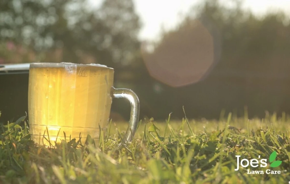 Pivní sklo na zahrádce? Překvapivý způsob, jak odplašit slimáky. - image 1