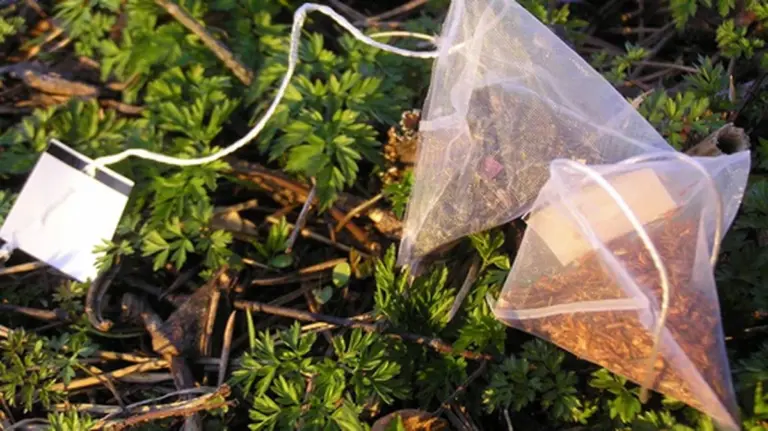 Položte čajový sáček pod květináč: Staré zahradnické tajemství