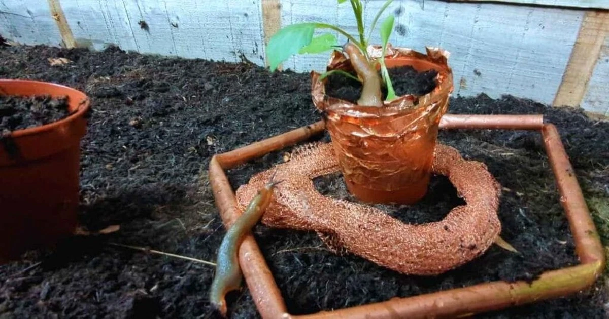 Položte měděný drát kolem zahrady a uvidíte rozdíl do týdne - image 1