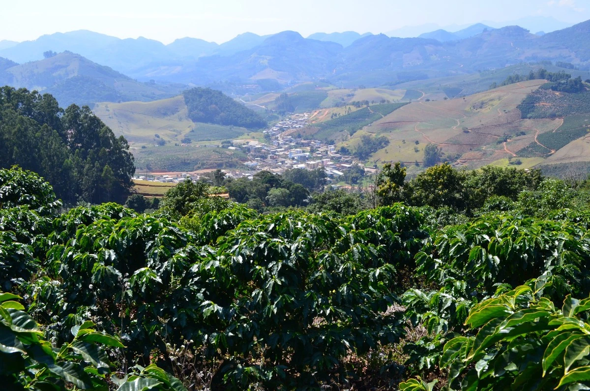 Použijte kávovou sedlinu na zahrádce: Tajný trik pro silnější rostliny - image 2