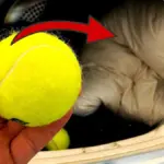 Proč dát tenisový míček do sušičky? Váš oděv bude nadýchaný jako v reklamě