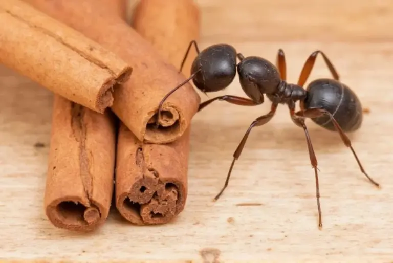 Proč zahradníci sypou skořici kolem rostlin? Překvapivé řešení proti mravencům