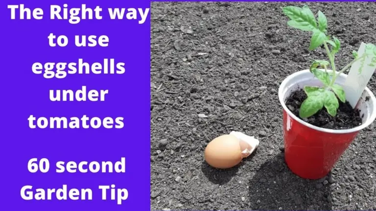 Proč zahradníci sypou skořápky vajec ke kořenům rajčat