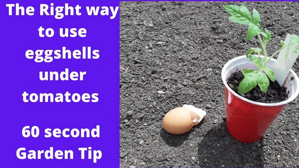 Proč zahradníci sypou skořápky vajec ke kořenům rajčat