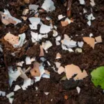 Skořápky od vajec v zahradě: Rostliny vám poděkují bohatou úrodou