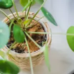 Skořice kolem rostlin: Jednoduchá ochrana před mravenci a mšicemi.