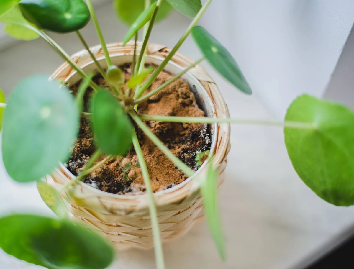 Skořice kolem rostlin: Jednoduchá ochrana před mravenci a mšicemi.