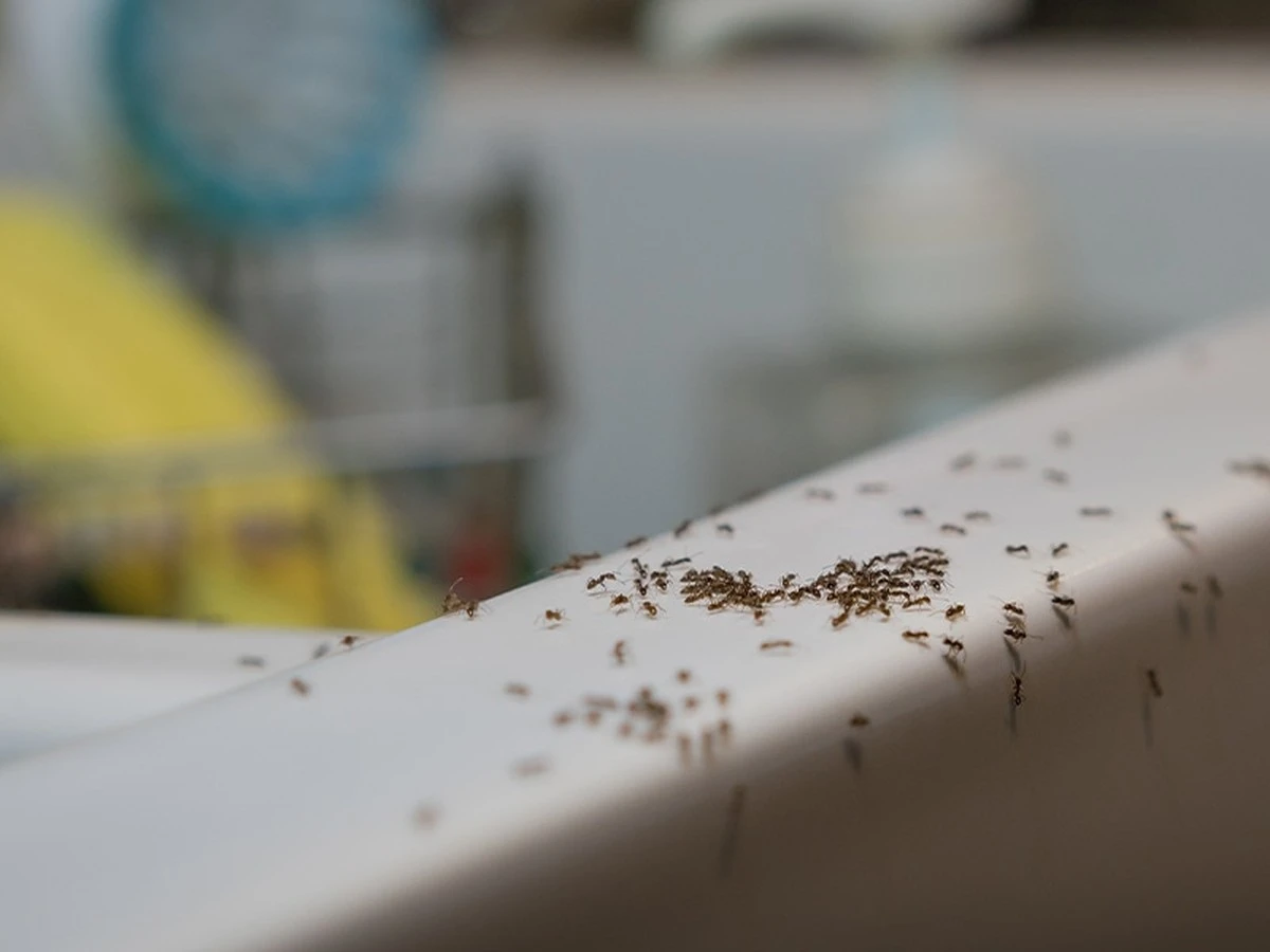 Skořice odpuzuje mravence: Jednoduchý způsob, jak je držet dál od kuchyně - image 1