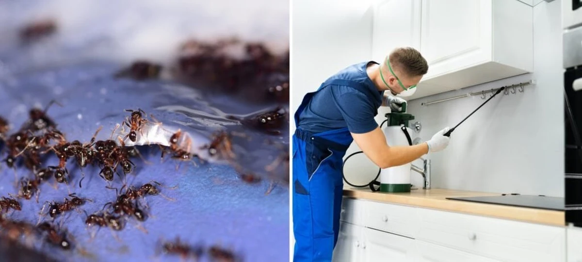 Skořice odpuzuje mravence: Přírodní způsob, jak se zbavit nezvaných hostů. - image 2