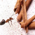 Skořice proti mravencům: Proč hmyz nenávidí toto koření ze spíže
