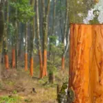 Skořice v květináčích odradí mravence a chrání rostliny přirozeným způsobem.