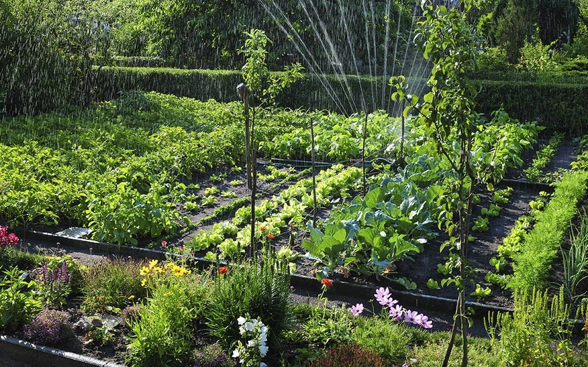 Skořicový prášek na rostliny? Starý trik proti mravencům a plísním - image 2