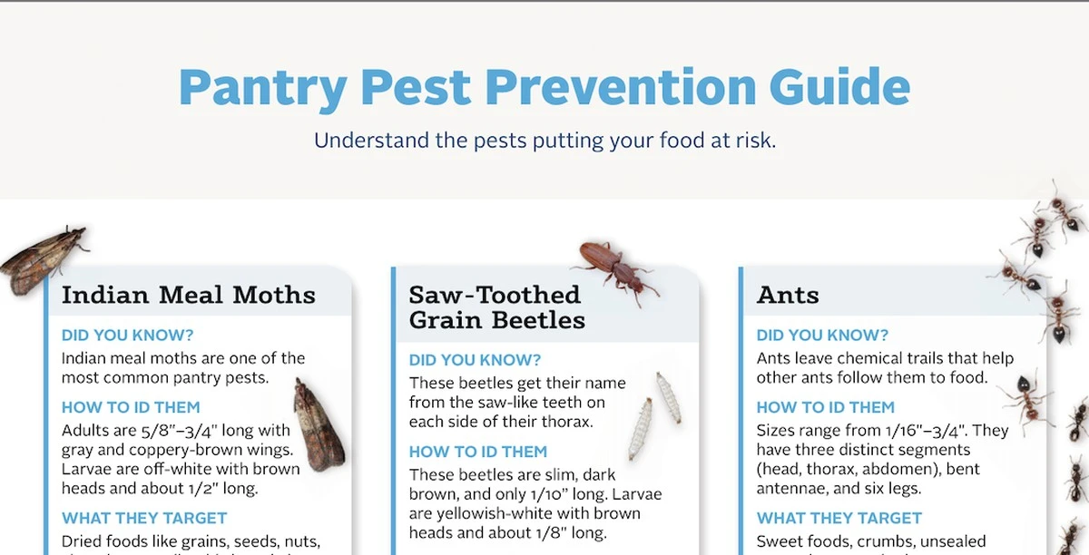 Vložte bobkový list do mouky: 100 let starý trik proti škůdcům. - image 1