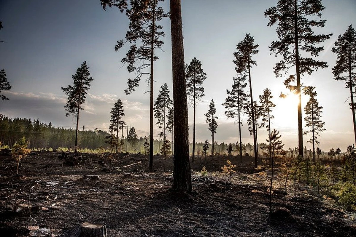 Využijte kávovou sedlinu na spáleniště: Zahradníkův tajný trik - image 1