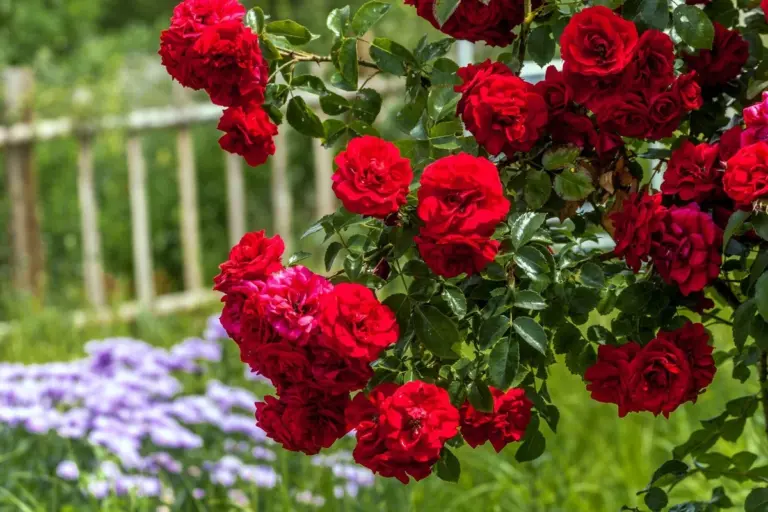 Zahradníci přísahají: Kávová sedlina je nejlepší hnojivo pro růže na českých zahrádkách.