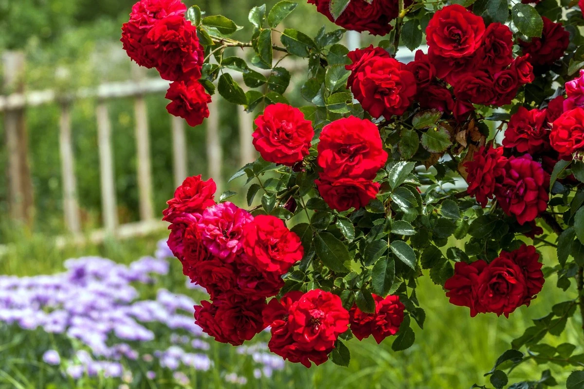 Zahradníci přísahají: Kávová sedlina je nejlepší hnojivo pro růže na českých zahrádkách.