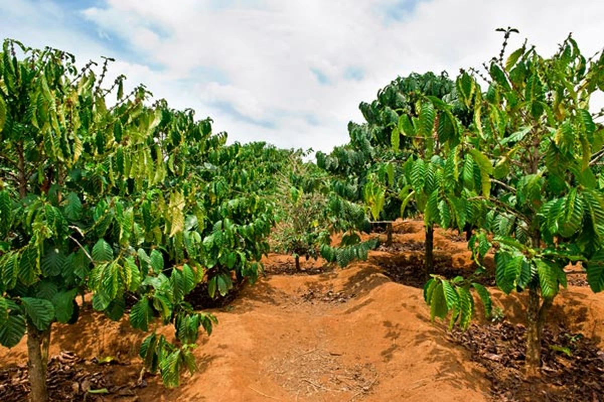 Zahradníci přísahají: Kávová sedlina je lepší než drahá hnojiva z Hornbachu - image 2