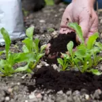 Zahradníci prozrazují: Káva v půdě zdvojnásobí úrodu rajčat.