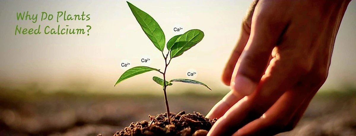 Zahradníci prozrazují: proč dávat vaječné skořápky ke každé rostlině - image 2