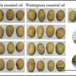 Brambora v slané vodě? Jednoduchý test pro kontrolu kvality oleje