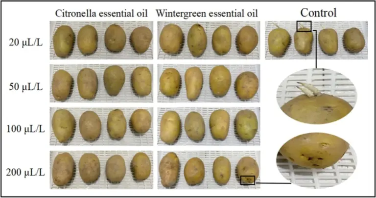 Brambora v slané vodě? Jednoduchý test pro kontrolu kvality oleje