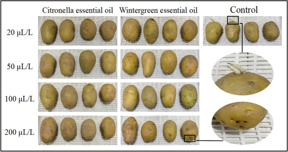 Brambora v slané vodě? Jednoduchý test pro kontrolu kvality oleje