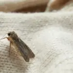 Obyčejná křída v šatníku: Zapomenutý trik našich babiček proti molům