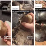 Obyčejný brambor na rez: Proč funguje lépe než chemické přípravky.