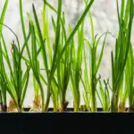 Obyčejný česnek na okně: Proč ho zahradníci používají proti škůdcům