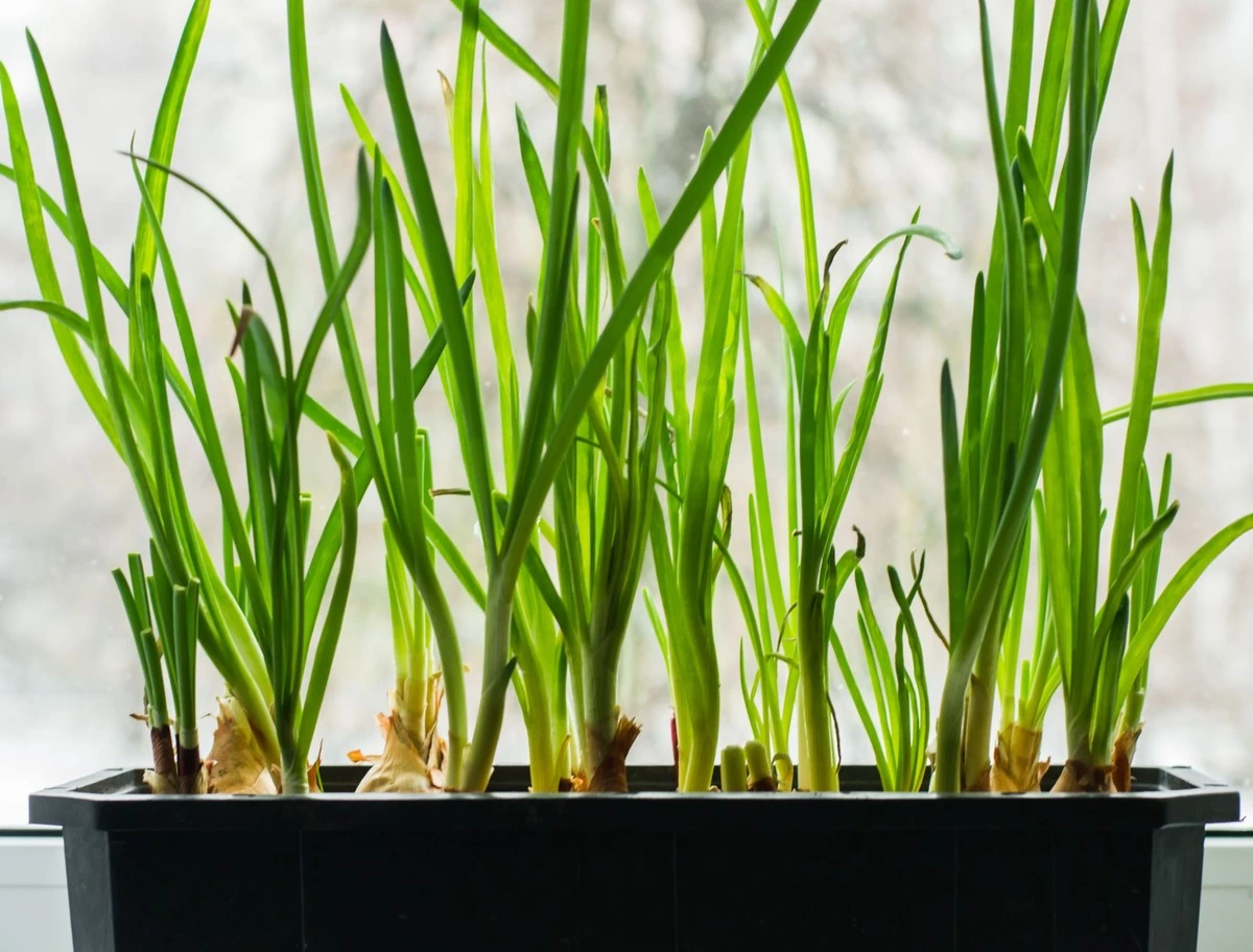 Obyčejný česnek na okně: Proč ho zahradníci používají proti škůdcům