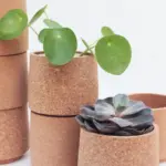 Proč dát korkový špunt do květináče: Geniální trik pro zdravé rostliny