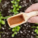 Proč dát skořici do květináče? Zbaví vás mravenců za 24 hodin.