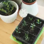 Proč dát skořici do květináče: Účinná ochrana proti mravencům bez chemie