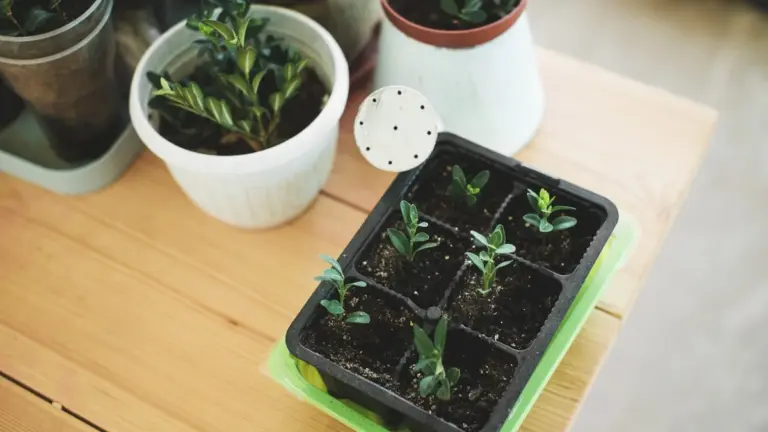 Proč dát skořici do květináče: Účinná ochrana proti mravencům bez chemie