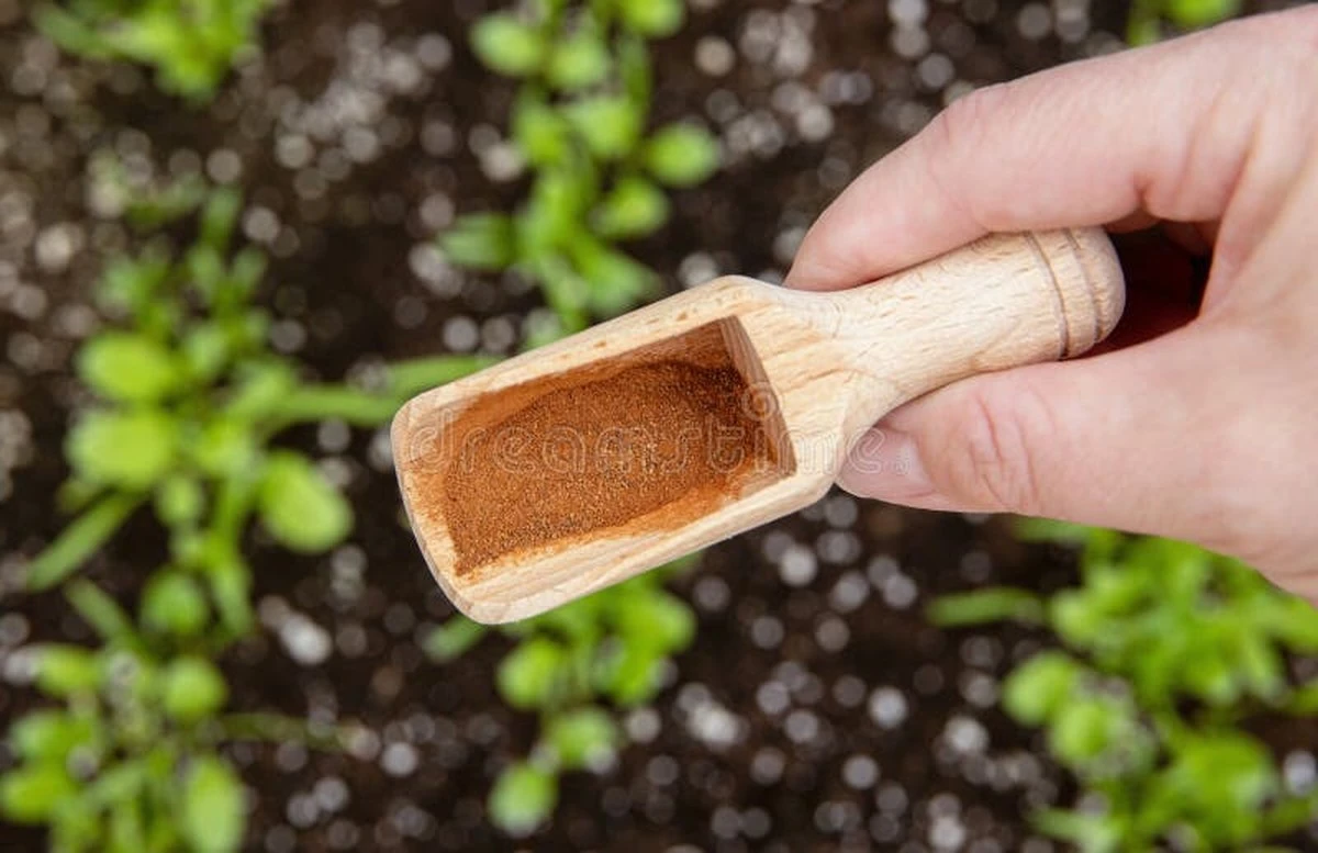 Proč dát skořici do květináče? Zbaví vás mravenců za 24 hodin.