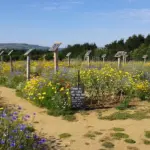 Proč zahradníci sázejí česnek vedle růží? Tajemství zdravých rostlin