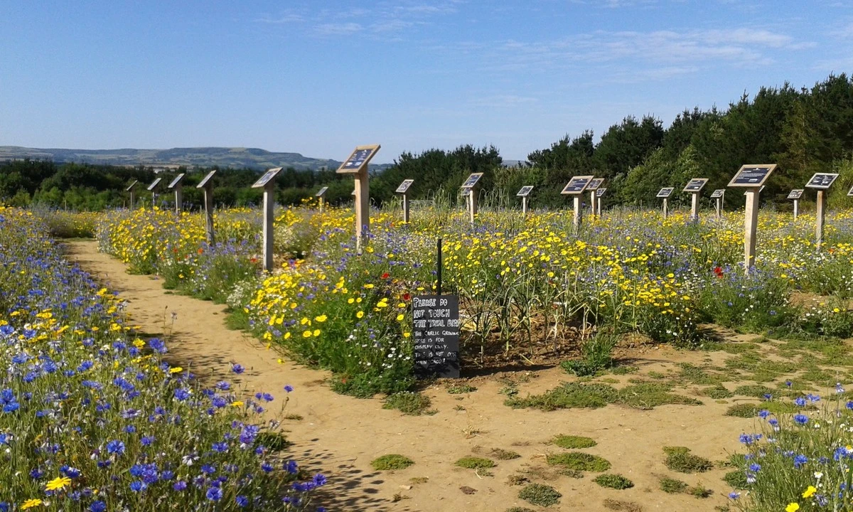 Proč zahradníci sázejí česnek vedle růží? Tajemství zdravých rostlin