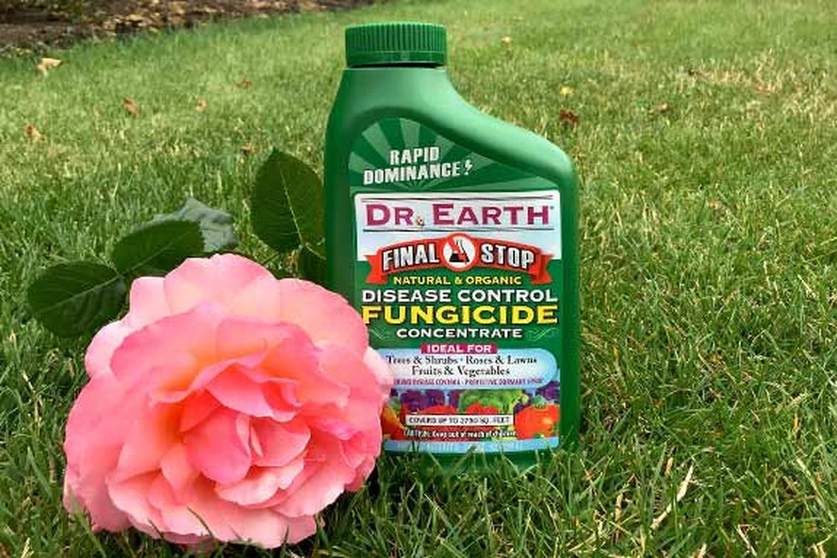 Profesionální zahradníci prozrazují: Proč sypat skořici ke kořenům růží - image 2