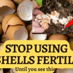 Skořápky od vajec v květináči: geniální trik pro bohatší květy