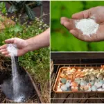 Skořápky od vajec do květináčů: Proč zahradníci přísahají na tento trik.