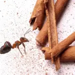 Skořice versus mravenci: Starý český trik, který funguje lépe než chemie.