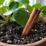 Skořice v květináčích: přirozená ochrana před mravenci, kterou zahradníci milují.