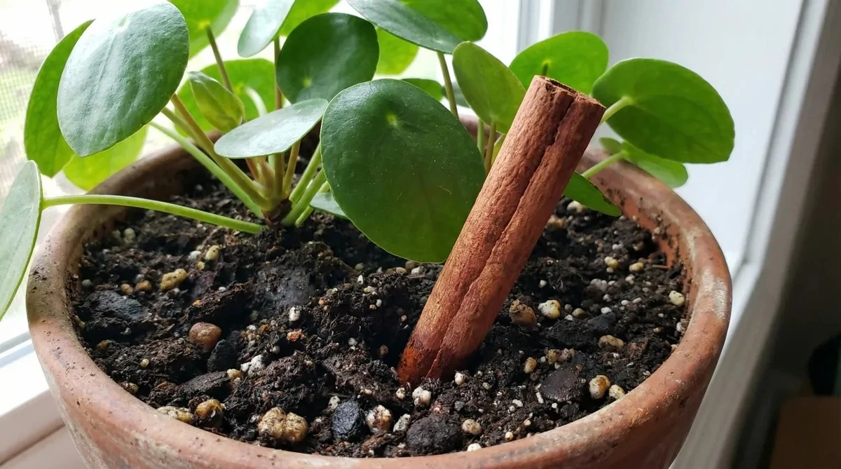 Skořice v květináčích: přirozená ochrana před mravenci, kterou zahradníci milují.