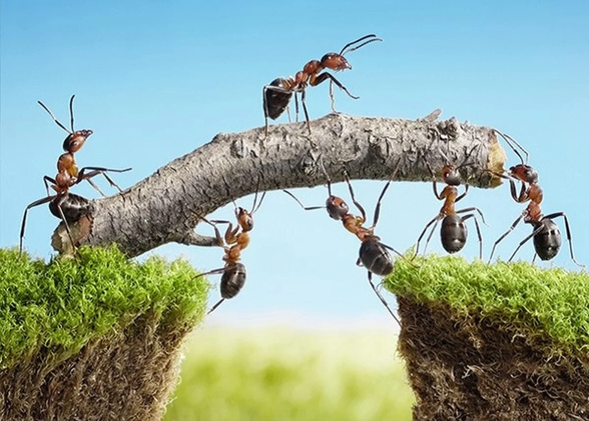 Skořice v květináčích: přirozená ochrana před mravenci, kterou zahradníci milují. - image 1