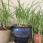 Stroužek česneku v květináči: Zapomenutý způsob, jak odradit mravence.