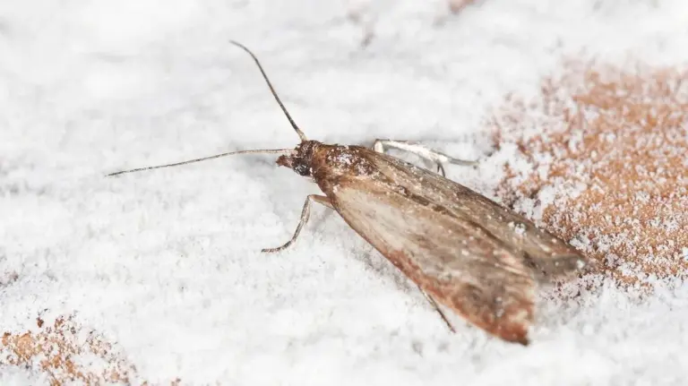 Vložte bobkový list do mouky: Staletý trik proti potravinovým molům.