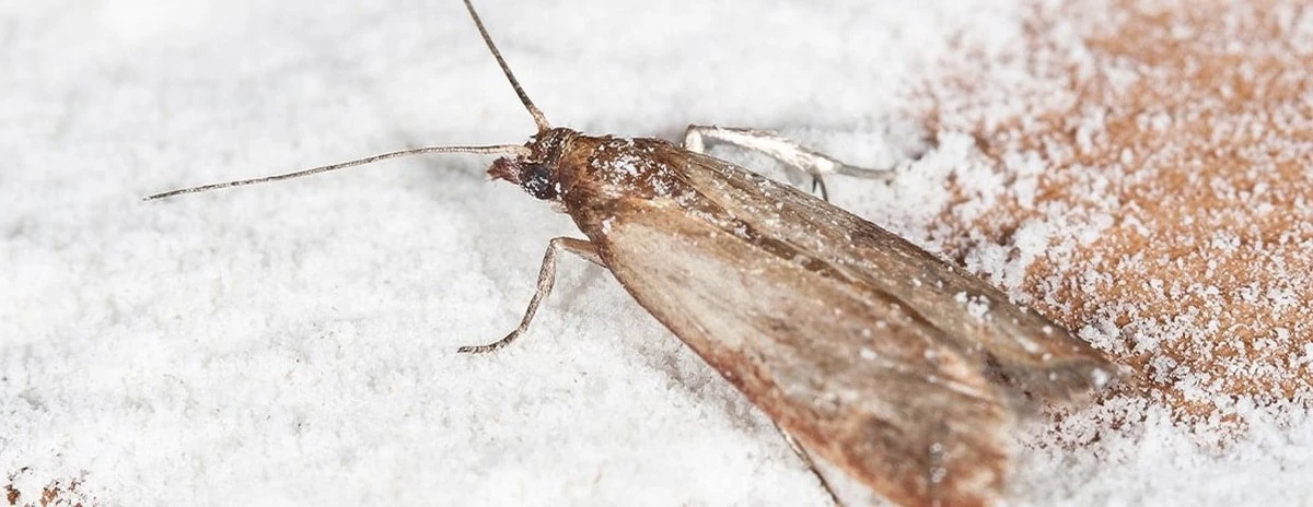 Vložte bobkový list do mouky: staletý trik proti škůdcům. - image 1