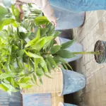 Vložte skořici do květináče: Přirozená ochrana proti mouchám, kterou musíte znát.