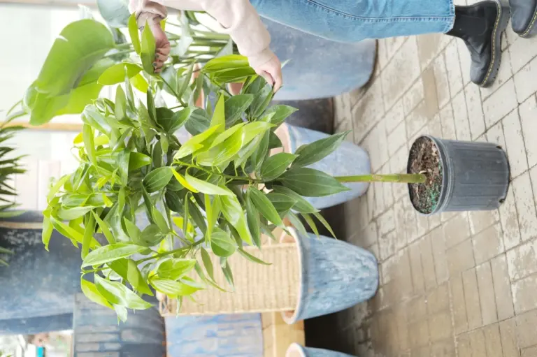 Vložte skořici do květináče: Přirozená ochrana proti mouchám, kterou musíte znát.